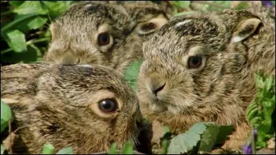 Comment s'appelle le petit du lapin ?