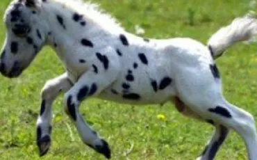 Quiz Galop 1