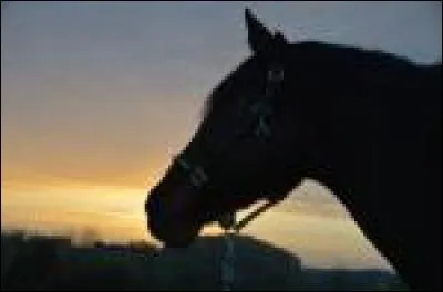 De quel côté monte-t-on à cheval ?