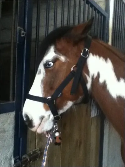 Quand ton cheval met les oreilles en arrière, que veut-il dire ?