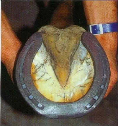 Le cheval doit-il toujours être ferré ?