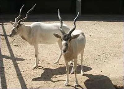 Combien y a-t-il de petits par portée ?