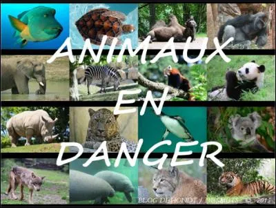 L'addax est-il menacée d'extinction ?