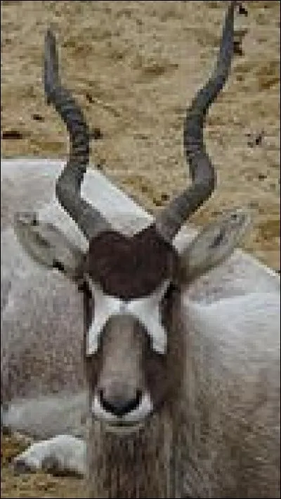 L'addax dort...
