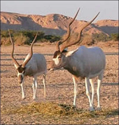 Quelle est la durée de gestation pour un addax ?