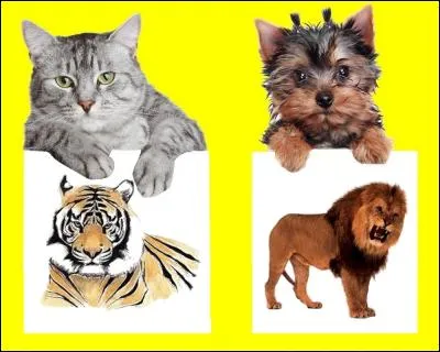 Par quel nom de fauve désigne-t-on Georges Clemenceau ? Quel animal a la bonne réponse ?