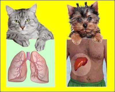 Quel organe du corps humain l'hépatologie étudie-t-elle ? Quel animal a la bonne réponse ?