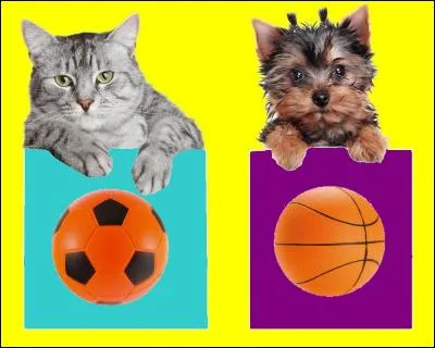 De quel sport Michael Jordan est-il considéré comme le meilleur joueur de tous les temps ? Quel animal a la bonne réponse ?