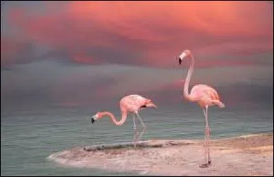 Quelle est la moyenne de l'espérance de vie des flamants roses à l'état sauvage ?