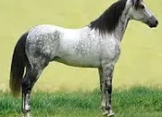 Quiz Galop 4