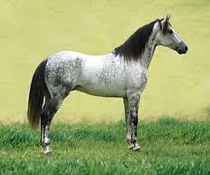 Quiz Galop 4