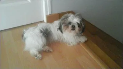 Quelle est cette race de chiens ?