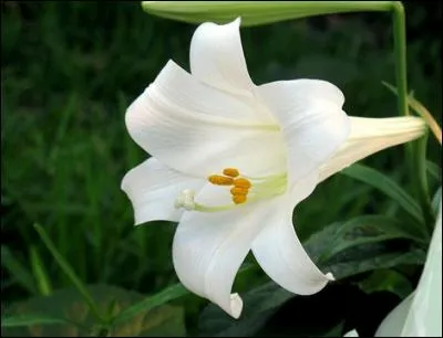 Comment s'appelle la fleur qui est présentée sur la photo ?