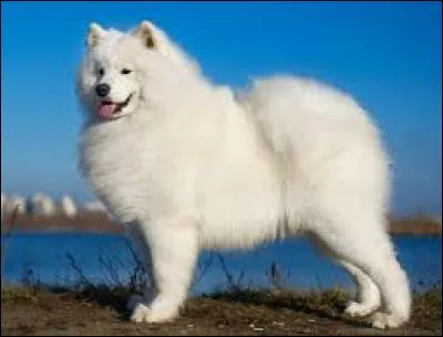 Quelle est la race de ce chien prsent sur la photo ?