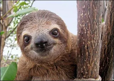Quel est cet animal souriant ?