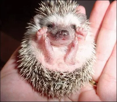 Quel est ce mignon petit animal ?