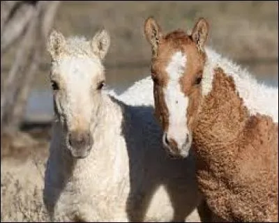 Quelle est cette race ?