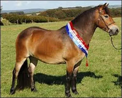 Quelle est cette race ?