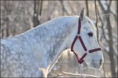 Quelle est cette race ?