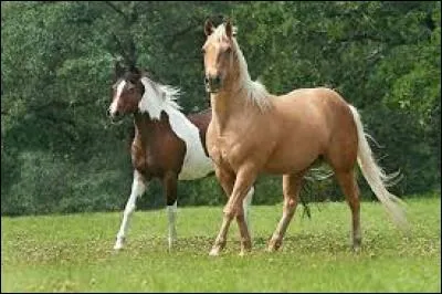 Quelle est cette race ?