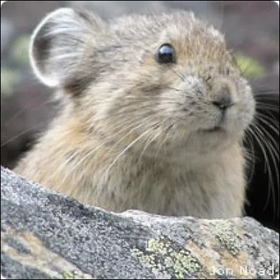 Des petites bêtes que l'on doit attraper. Créé pour vendre les jeux vidéo. Quel est le nom de cette animation japonaise ?