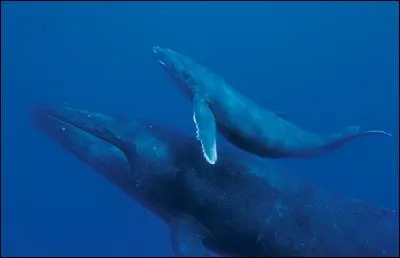 Quel est cet énorme mammifère ?