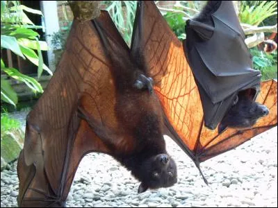 Quel est ce grand chiroptère ?