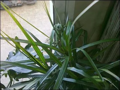 Quel est ce bel animal ?