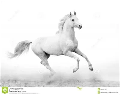 Quelle est cette race de cheval ?