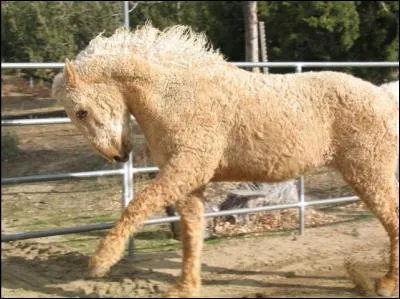 Quelle est cette race de cheval ?