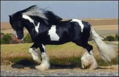 Quelle est cette race de cheval ?