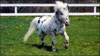 Quelle est cette race de cheval ?