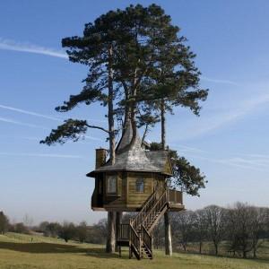 Quiz Arbres