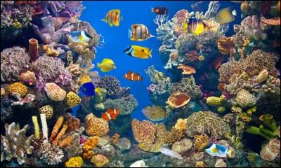 Je collectionne les poissons d'aquarium, je suis...