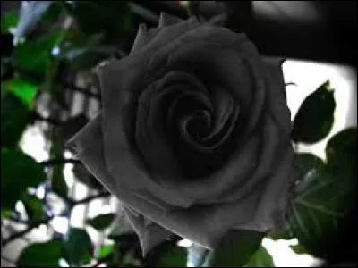 Nature - Quel est le seul pays où l'on cultive une rose qui devient noire en été ?
