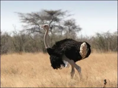 Quel est cet oiseau ?