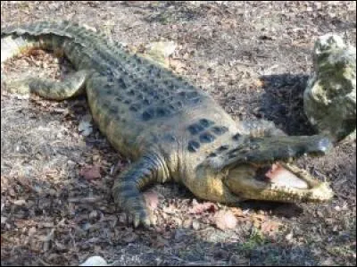 Quel est ce reptile ?