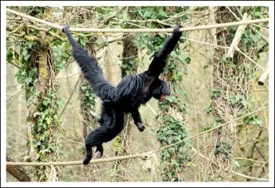 Quel est ce magnifique animal ?