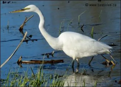 Quel est cet oiseau ?
