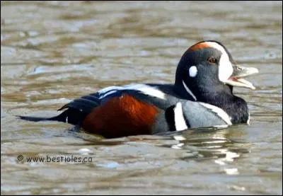 Quel est cet animal ?