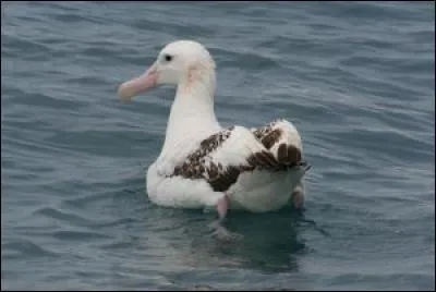 Quel est ce bel oiseau ?