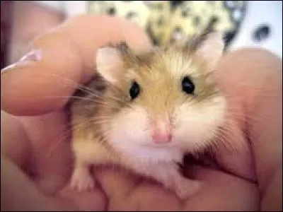 Que veut dire : "Pretty" ?