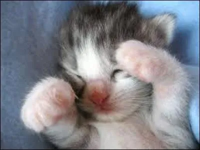 Comment dit-on : "Manger, dormir, boire" ?