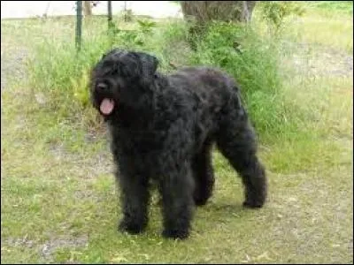 Quel est le nom de cette race de chien destinée à la garde des troupeaux ?