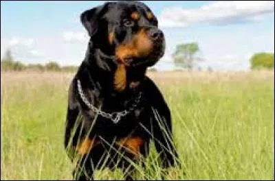 Comment s'appelle la race de ce chien qui a la réputation d'être un chien considéré comme dangereux ?