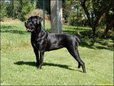 Comment se nomme la race du chien que vous pouvez voir sur la photo ?