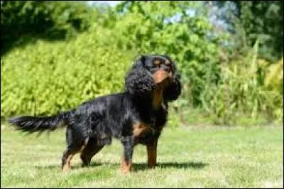 De quelle race de chien s'agit-il ?