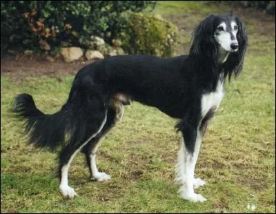 Quel autre nom donne-t-on à ce lévrier persan ?