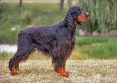 Quel est le nom de cette race de chien de chasse ?