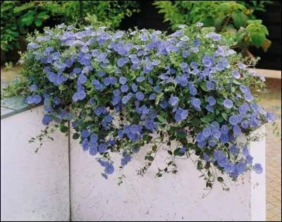 Quelles plantes enlacent les barreaux des fenêtres ?